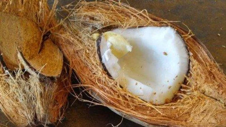 जेव्हा पूजेचे नारळ खराब निघत तेव्हा देव नाराज होतो का?