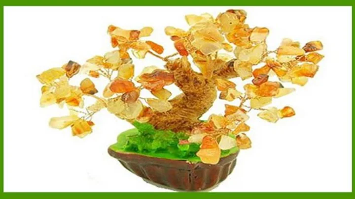 हे आहे FENG SHUIचे मनी ट्री, घरात येतो पैसा