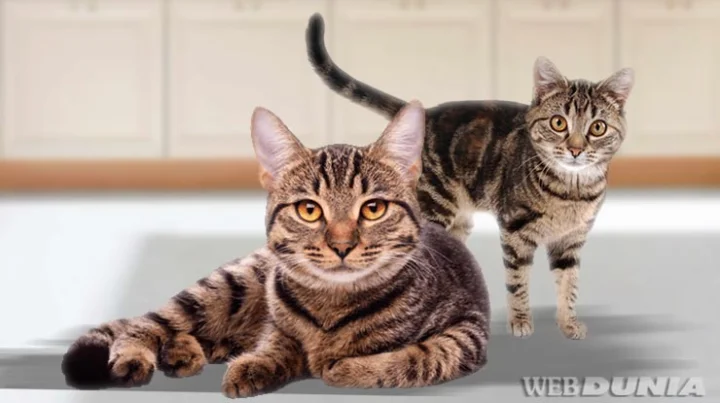 दोन मांजरींच्या नावावर चक्क दोन कोटी रूपये