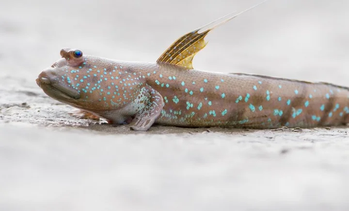 general knowledge for kids