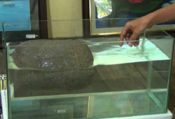 a-wavy-stone-on-water-has-been-found-in-malvan-in-sindhudurg