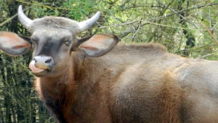 भामरागड अभयारण्य