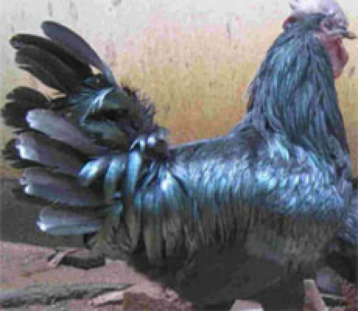 Kdknath-cock-will-bring-Olympic-medal