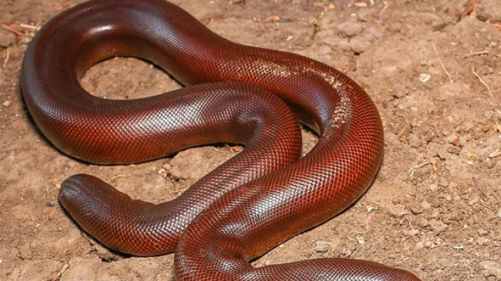 सापाला कोळसा फेकून मारला, बघता बघता साडेसात कोटींचे नुकसान