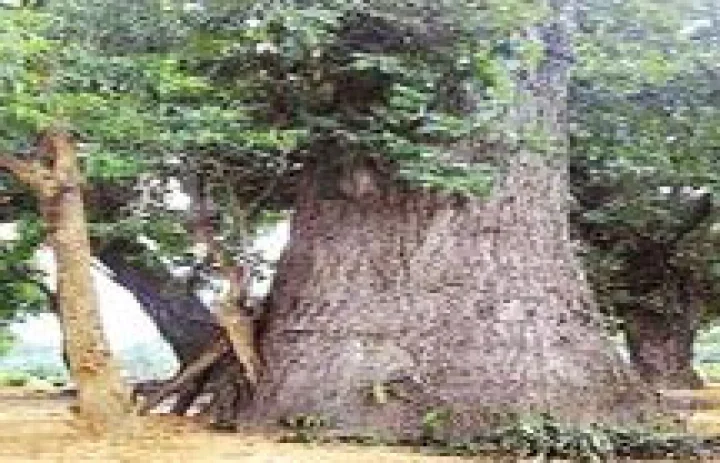 tree