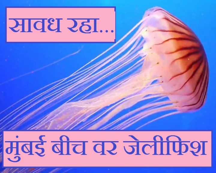 jellyfish at Mumbai beaches