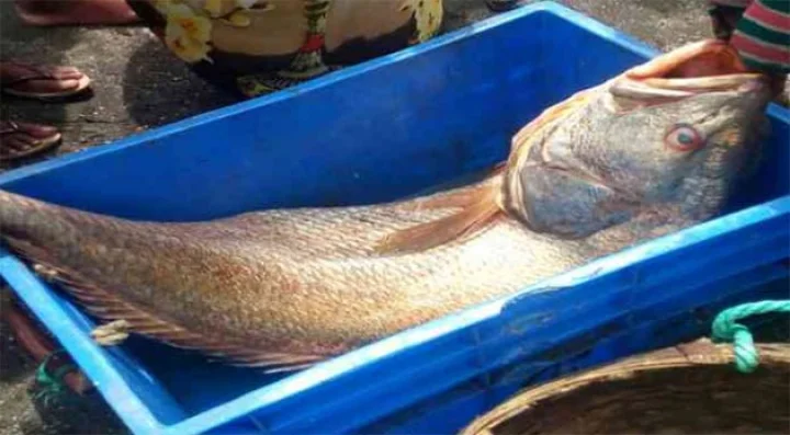 bothala fish