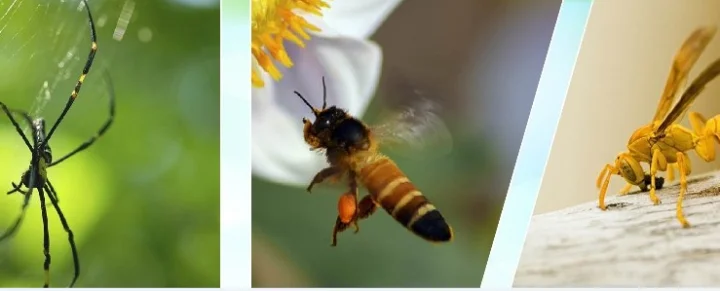 इंसेक्ट अॅण्ड बायोडायवर्सिटी फेस्टिवल