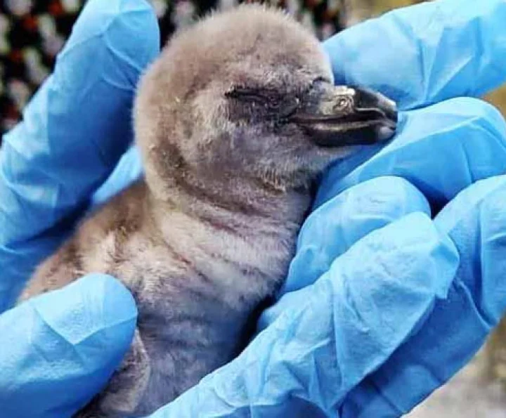 Penguin