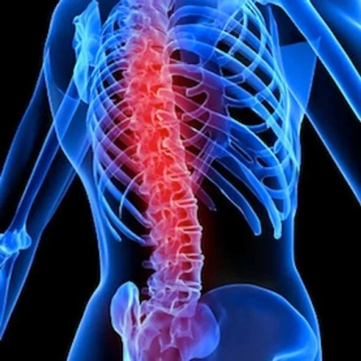spinal cord