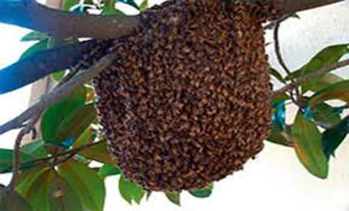 honey bee attack