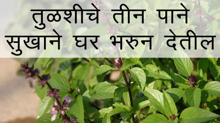 tulsi