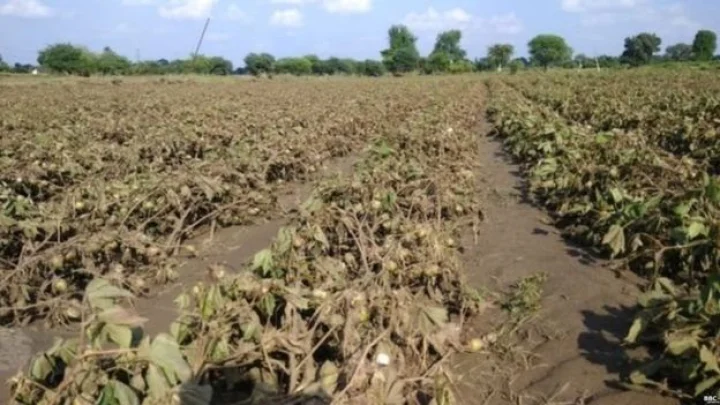 Farmers in crisis due to hail and rains in the stateराज्यात गारपिटी  आणि पावसामुळे शेतकरी संकटात  Marathi Regional News In Webdunia Marathi
