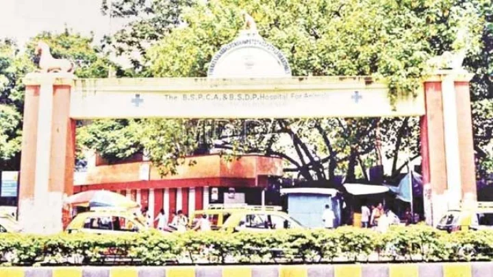 bladder-of-the-horse-had-cancerous-successful-surgery-at-bailgoda-hospital-in-parel