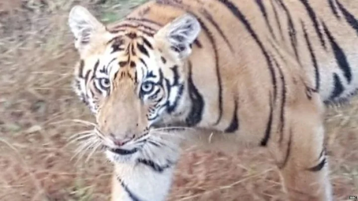 110 tigers