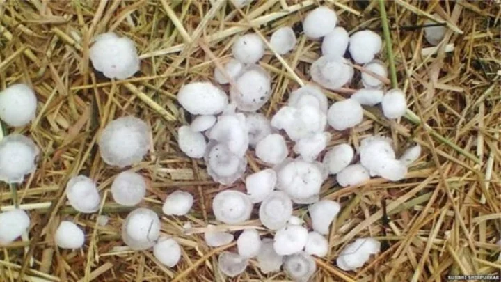 snow fall in vidarbh