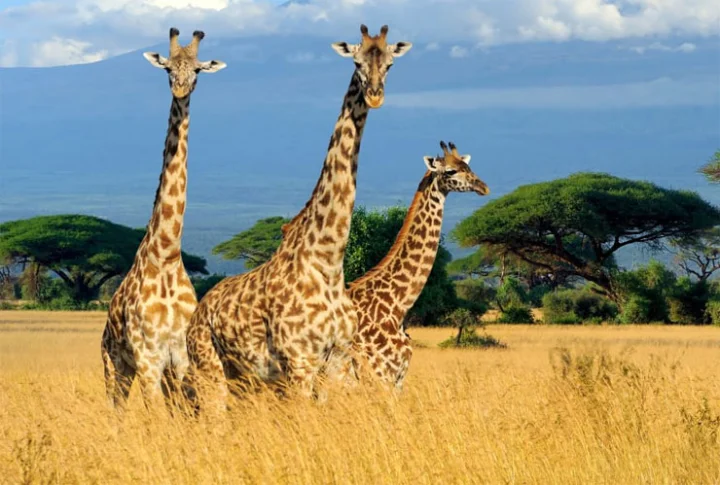 Kenya: A country prone to deforestation