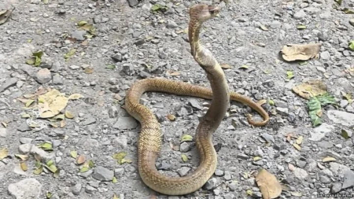 Nag: The doctor gave life to Nagas by performing an operation on the flanks