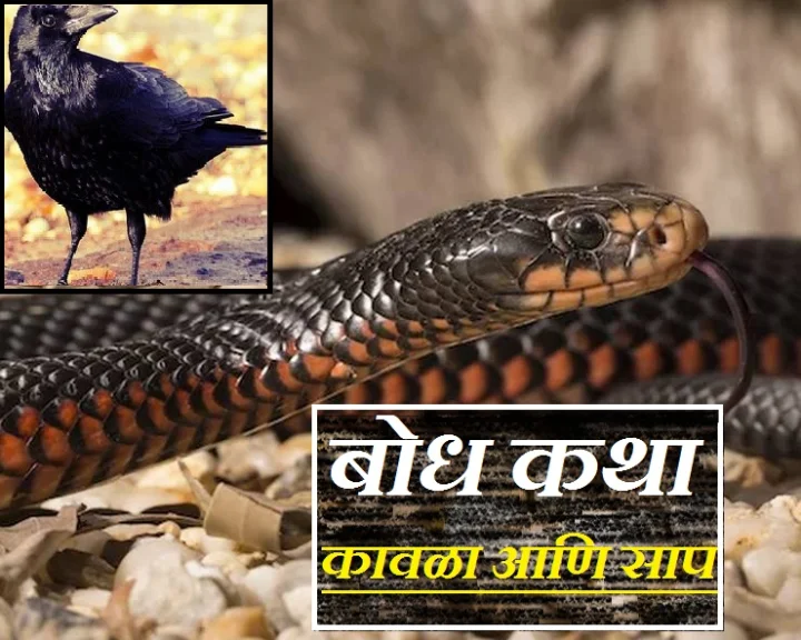 crow and snake