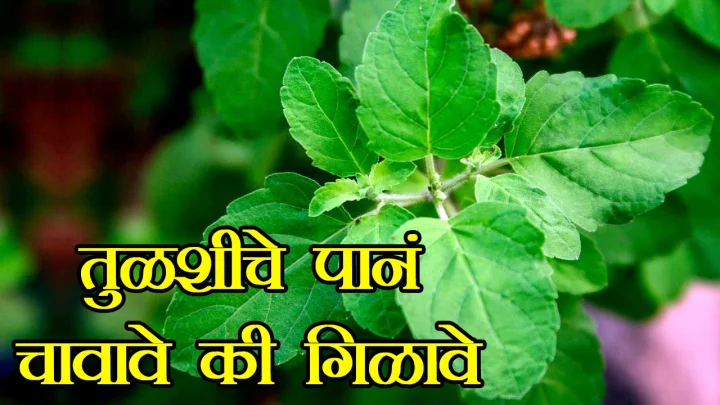 chew Tulsi leaves or swallow