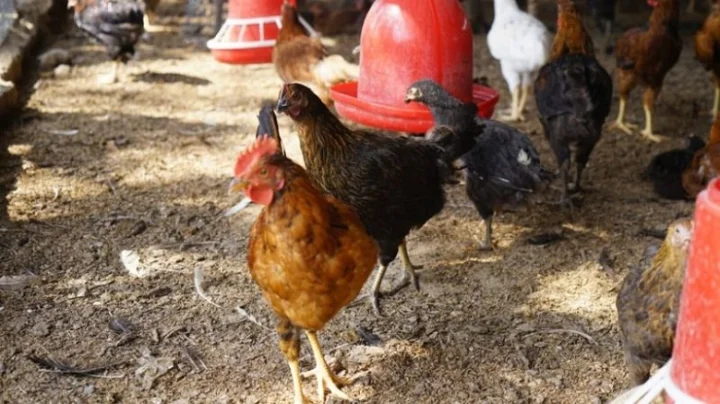 What is bird flu? Learn about its symptoms
