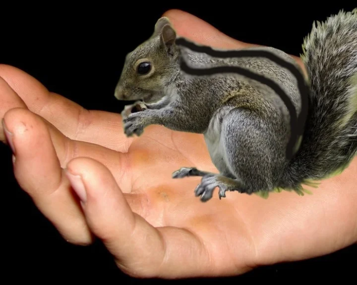 squirrel story