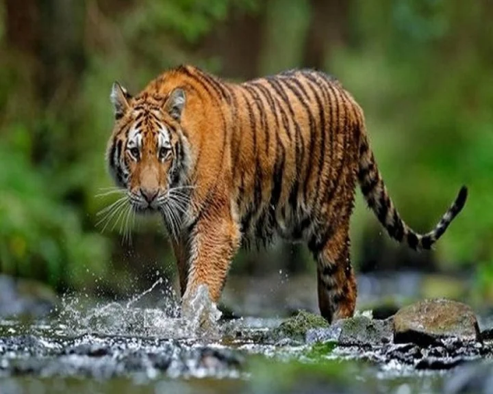 tiger