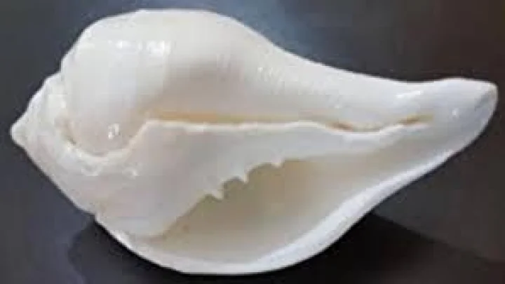 फुफ्फुसांच्या आरोग्यासाठी सर्वोत्तम व्यायाम शंखनाद, आश्चर्यकारक फायदे जाणून घ्या