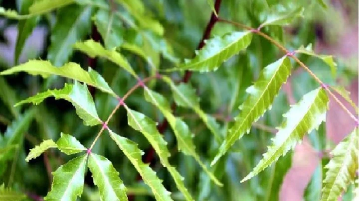 Shani Ketu Dosh शनी-केतूच्या दोषांपासून मुक्ती मिळवण्यासाठी कडुलिंबाशी संबंधित उपाय