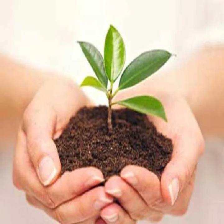 अनोखी शिक्षा : २ दोन झाडे लावा आणि दिवसातून ५ वेळा नमाज अदा करण्याचे आदेश