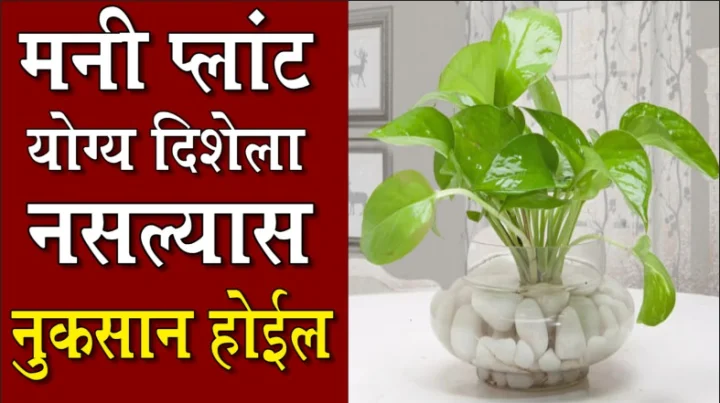 money plant