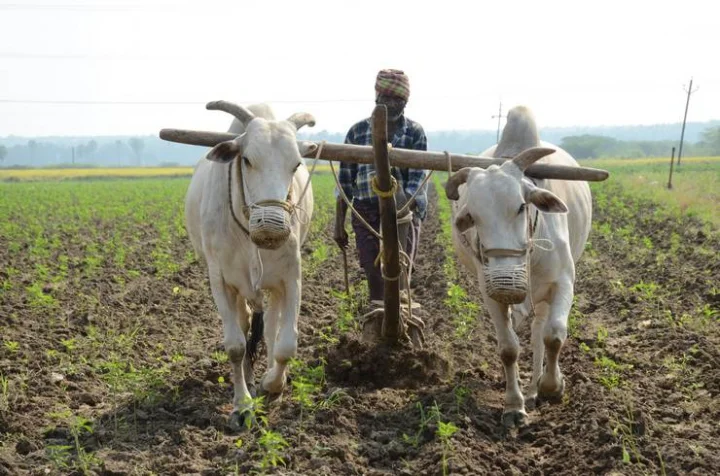 Maharashtra's farmers were hit by heavy rain