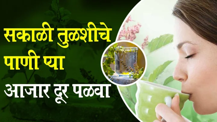 तुळशीचे पाणी पिण्याचे आरोग्य फायदे