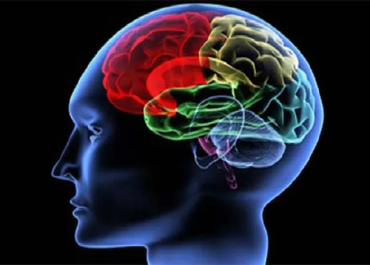 brain