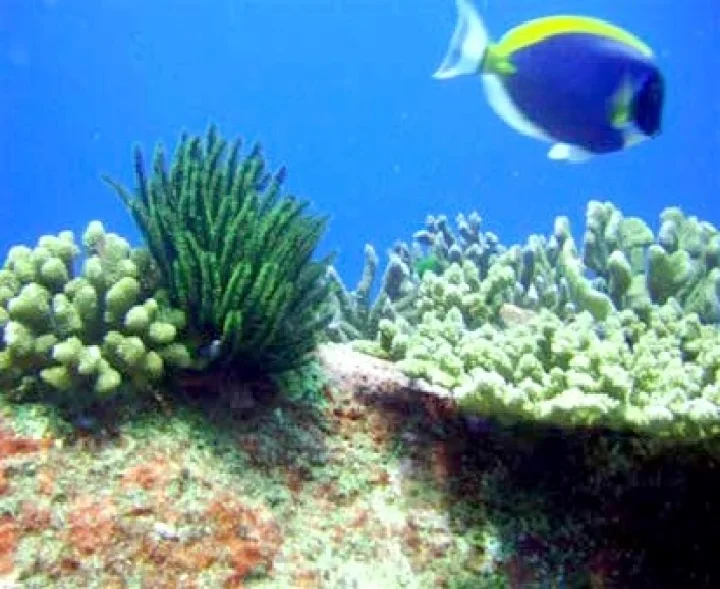 Clever Fish