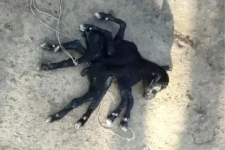 What do you say! An 8-legged kid was born National news in marathi webdunia marathi