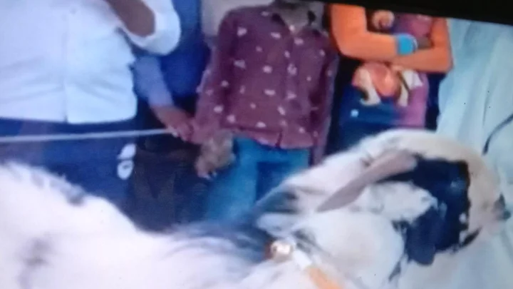 काय सांगता! 51 लाखाचा बोकड