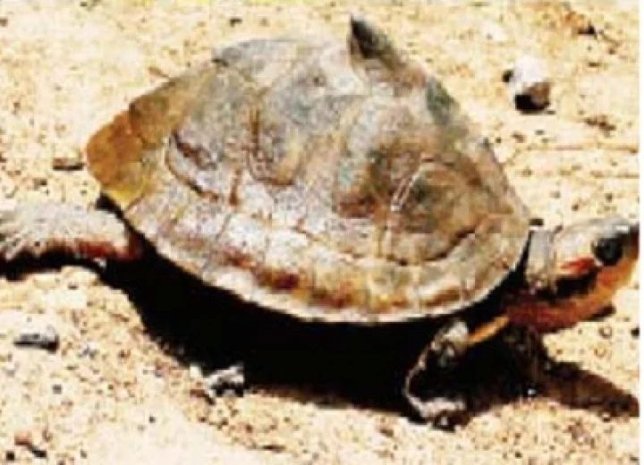 tortoise