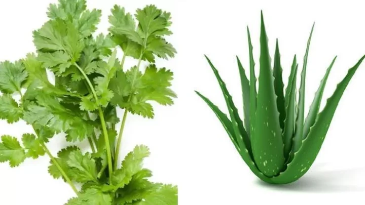 गुणधर्म वनौषधींचे