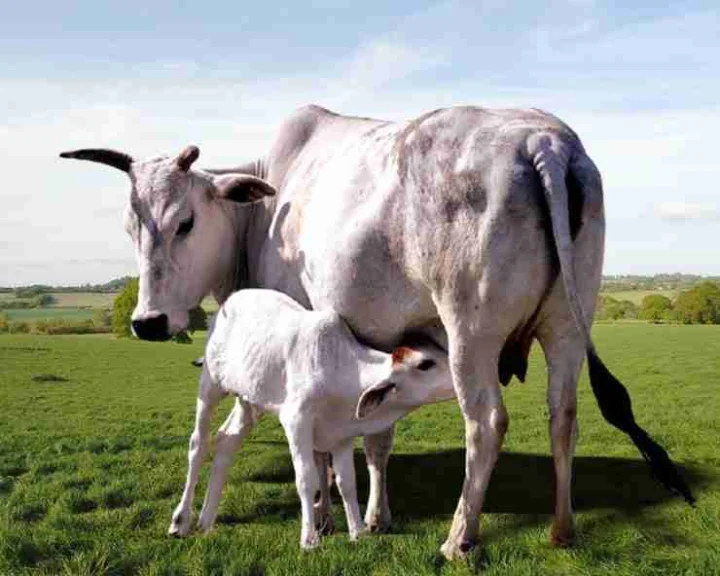 Some interesting things about cows