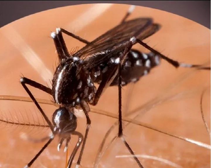 dengue chikungunya