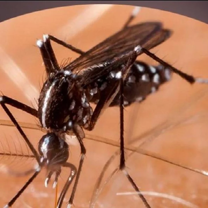 डेंग्यू लक्षणे आणि उपचार