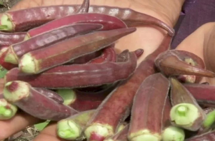 Rs 800 per kg of okra know the reason for expensive 