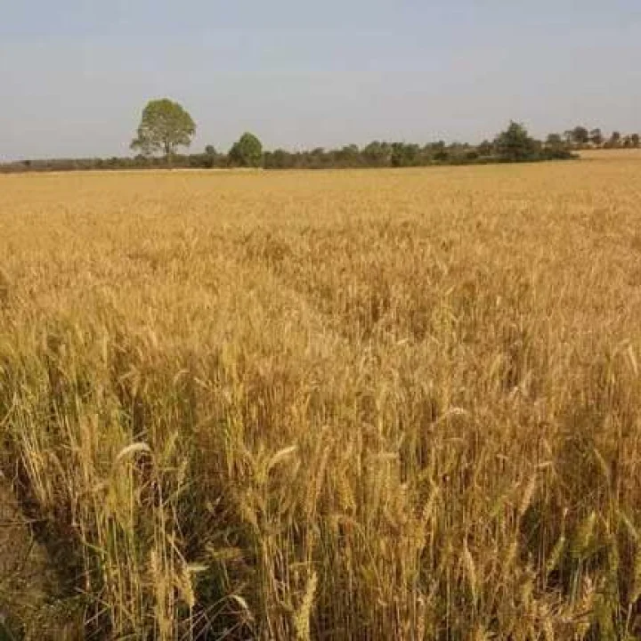 कुळ कायदा काय आहे? कुळाची जमीन वर्ग-2 मधून वर्ग-1 कशी करायची?