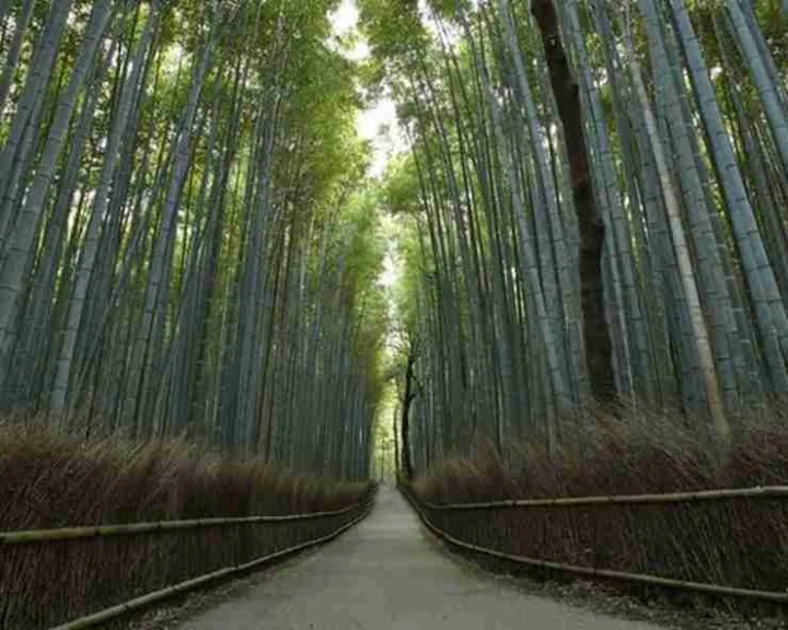 World Bamboo Day history and benefits of bamboo