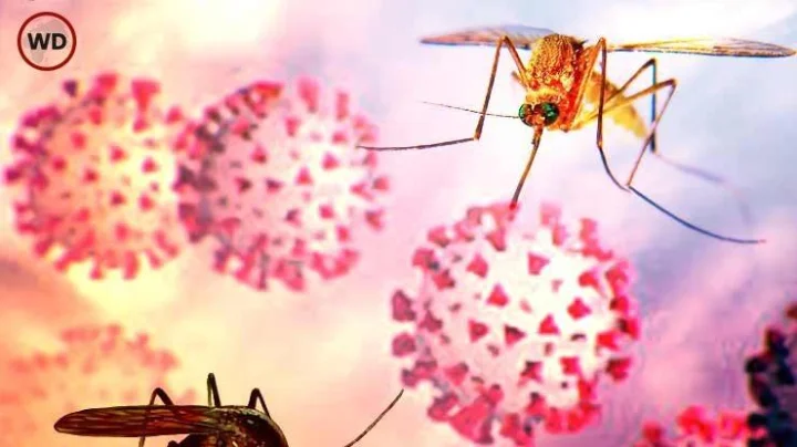 डेंग्यूः चमत्कार, एका बॅक्टेरियामुळे डेंग्यू नष्ट होणार?