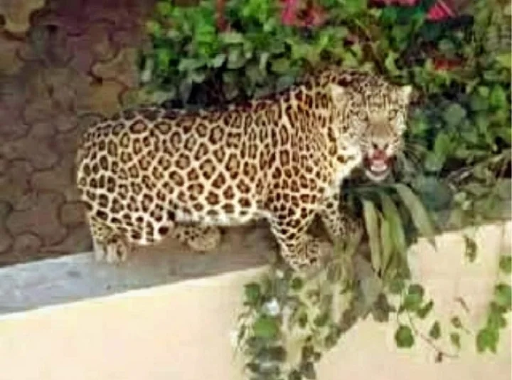 The father fights the leopard to save the childमुलाला वाचविण्यासाठी बाप बिबट्याशी भिडला  Marathi Mumbai News  IN Webdunia Marathi