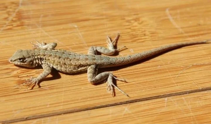 lizard