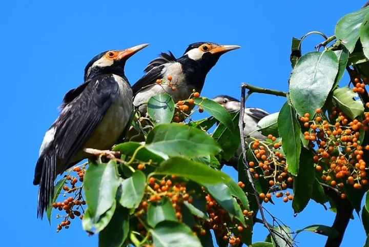 National Bird Day importance history