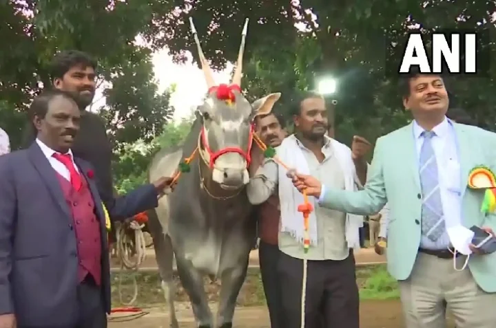 highest price bull